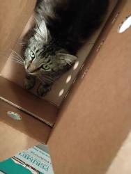 Shelter Stray Male Cat last seen Atlanta, GA 30318, Atlanta, GA 30336