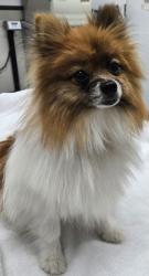 Shelter Stray Male Dog last seen , CA , Bakersfield, CA 93308
