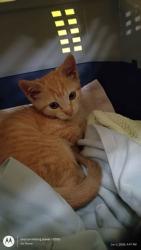 Shelter Stray Male Cat last seen Atlanta, GA 30315, Atlanta, GA 30336