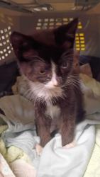 Shelter Stray Male Cat last seen Atlanta, GA 30315, Atlanta, GA 30336