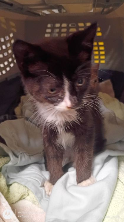 Shelter Stray Male Cat last seen Atlanta, GA 30315, Atlanta, GA 30336