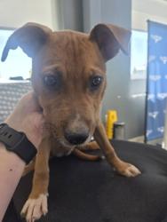Shelter Stray Female Dog last seen , TX , Fort Worth, TX 76119