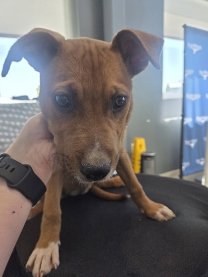 Shelter Stray Female Dog last seen , TX , Fort Worth, TX 76119
