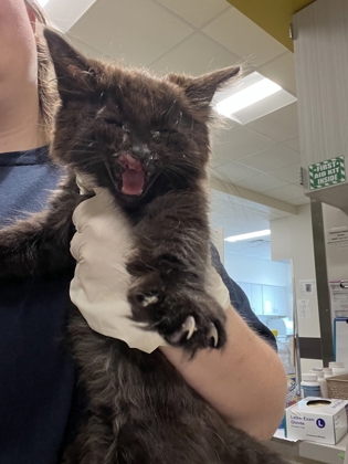 Shelter Stray Male Cat last seen Atlanta, GA 30314, Atlanta, GA 30336