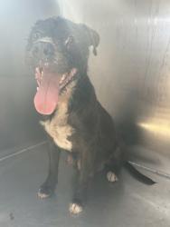 Shelter Stray Female Dog last seen Fort Worth, TX 76104, Fort Worth, TX 76119