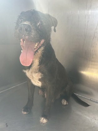 Shelter Stray Female Dog last seen Fort Worth, TX 76104, Fort Worth, TX 76119
