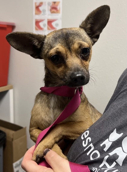 Shelter Stray Male Dog last seen N Valentine Ave & W Princeton Ave, Fresno Zone Fresno CO 2 93722, CA, Fresno, CA 93706