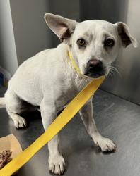 Shelter Stray Male Dog last seen N Valentine Ave & W Princeton Ave, Fresno Zone Fresno CO 2 93722, CA, Fresno, CA 93706