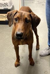 Shelter Stray Female Dog last seen N Valentine Ave & W Princeton Ave, Fresno Zone Fresno CO 2 93722, CA, Fresno, CA 93706