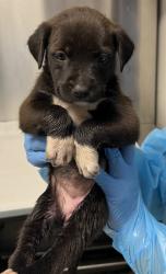 Shelter Stray Female Dog last seen N Valentine Ave & W Princeton Ave, Fresno Zone Fresno CO 2 93722, CA, Fresno, CA 93706