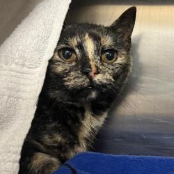 Shelter Stray Female Cat last seen Medina, WI 53559, Madison, WI 53718