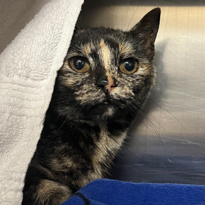 Shelter Stray Female Cat last seen Medina, WI 53559, Madison, WI 53718
