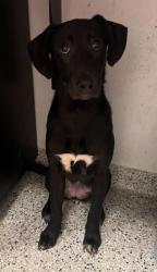Shelter Stray Female Dog last seen E 75th St & Bruce R Watkins Dr S, 64132, 64132, MO, Kansas City, MO 64132
