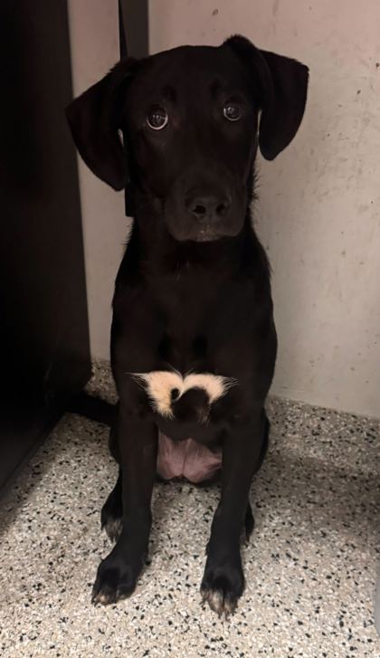 Shelter Stray Female Dog last seen E 75th St & Bruce R Watkins Dr S, 64132, 64132, MO, Kansas City, MO 64132