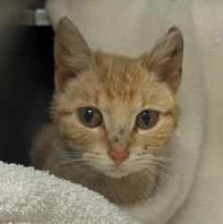 Shelter Stray Female Cat last seen Medina, WI 53559, Madison, WI 53718