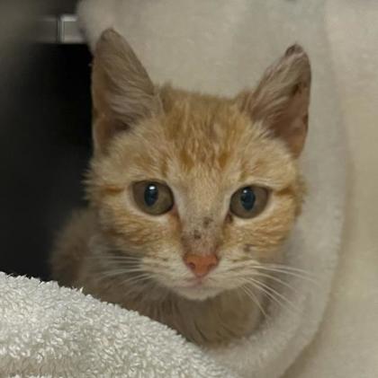Shelter Stray Female Cat last seen Medina, WI 53559, Madison, WI 53718