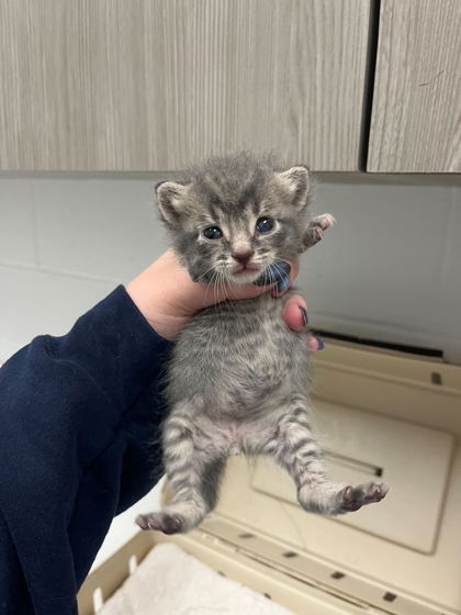 Shelter Stray Female Cat last seen North Eastern 64156, 64156, MO, Kansas City, MO 64132