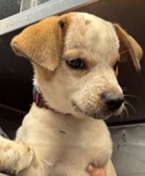 Shelter Stray Female Dog last seen Cleburne, TX , Cleburne, TX 76033
