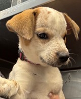 Shelter Stray Female Dog last seen Cleburne, TX , Cleburne, TX 76033