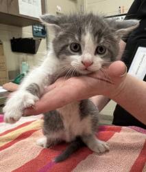 Shelter Stray Male Cat last seen Near Cedar Creek Ln, Noblesville City, IN, Fishers, IN 46038
