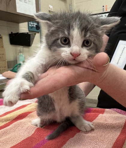 Shelter Stray Male Cat last seen Near Cedar Creek Ln, Noblesville City, IN, Fishers, IN 46038
