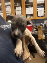 Shelter Stray Male Dog last seen , GA , Atlanta, GA 30341