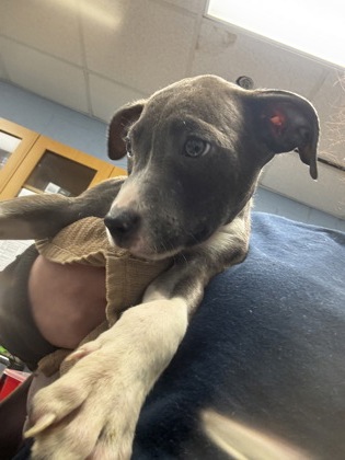 Shelter Stray Male Dog last seen , GA , Atlanta, GA 30341