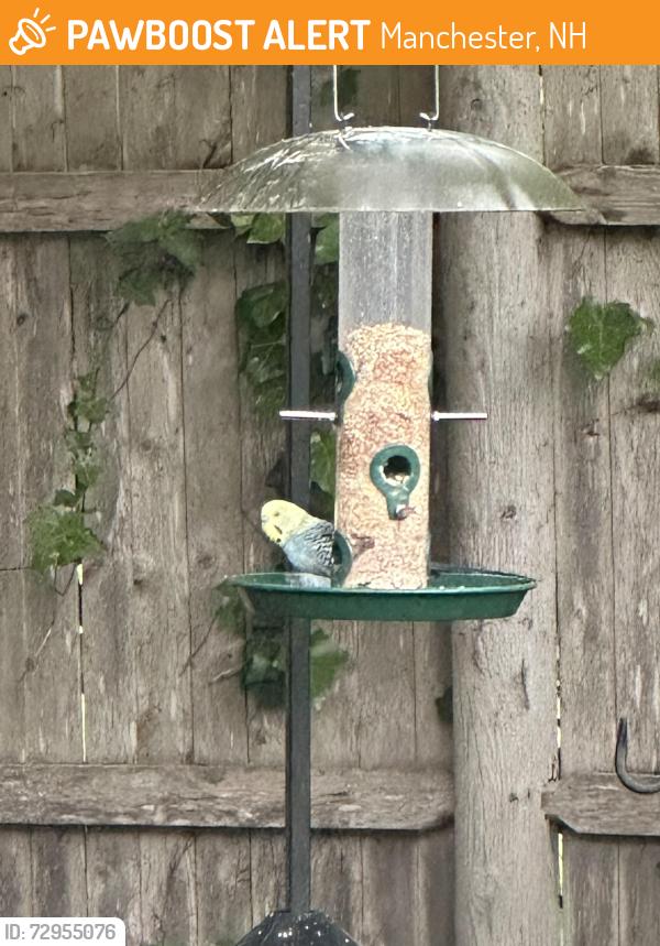 Found/Stray Unknown Bird last seen Cilley rd, Manchester, NH 03103