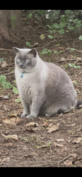 Reunited Male Cat last seen Belvidere Rd/Harristown Glen Rock, Glen Rock, NJ 07452