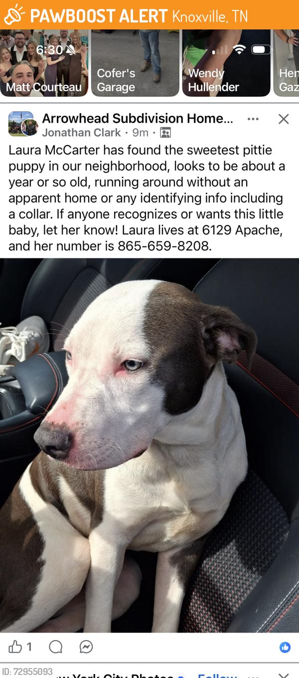 Found/Stray Unknown Dog last seen Old Maryville Pike and John Sevier, Knoxville, TN 37920