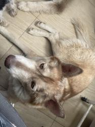 Reunited Female Dog last seen Cottonwood Mauna Loa, Hesperia, CA 92345