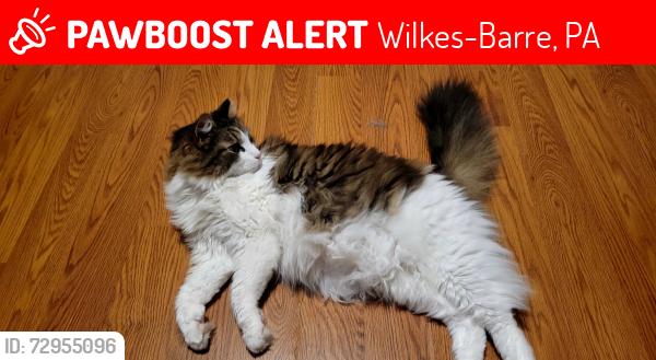 Lost Male Cat last seen Hollenback Golf Course, Wilkes-Barre, PA 18705