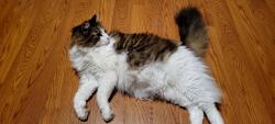 Lost Male Cat last seen Hollenback Golf Course, Wilkes-Barre, PA 18705