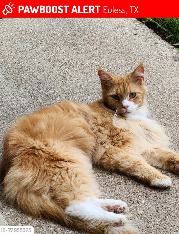 Lost Male Cat last seen Fair Oaks / Ash / Kensinger Court, Euless, TX 76039