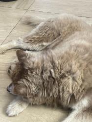Reunited Male Dog last seen Cottonwood Moana Loa , Hesperia, CA 92345