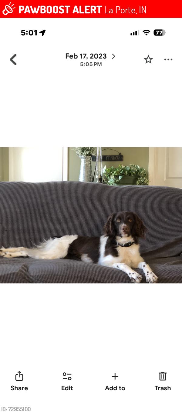 Lost Female Dog last seen Joliet Rd, La Porte, IN 46350