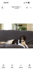 Lost Female Dog last seen Joliet Rd, La Porte, IN 46350