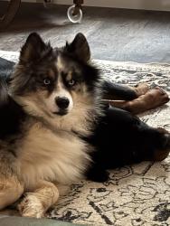 Reunited Male Dog last seen Turnpike road , Etowah, NC 28729