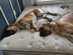 Reunited Male Dog last seen Near Kenly, NC, Kenly, NC 27542