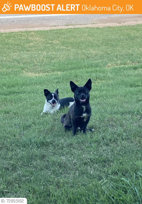Found/Stray Unknown Dog last seen CrossFit homebase, Oklahoma City, OK 73114