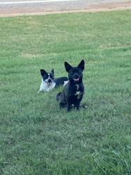 Found/Stray Unknown Dog last seen CrossFit homebase , Oklahoma City, OK 73114