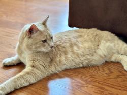 Reunited Male Cat last seen Woerner Temple Rd, Emerald Pkwy, Scotia Ct, Hadler Dr, Heather Glen Blvd, Wilcox Rd, Dublin, OH 43016