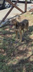 Reunited Female Dog last seen San Miguel & Buena Vista Ave, Lemon Grove, CA 91945, USA, Lemon Grove, CA 91945