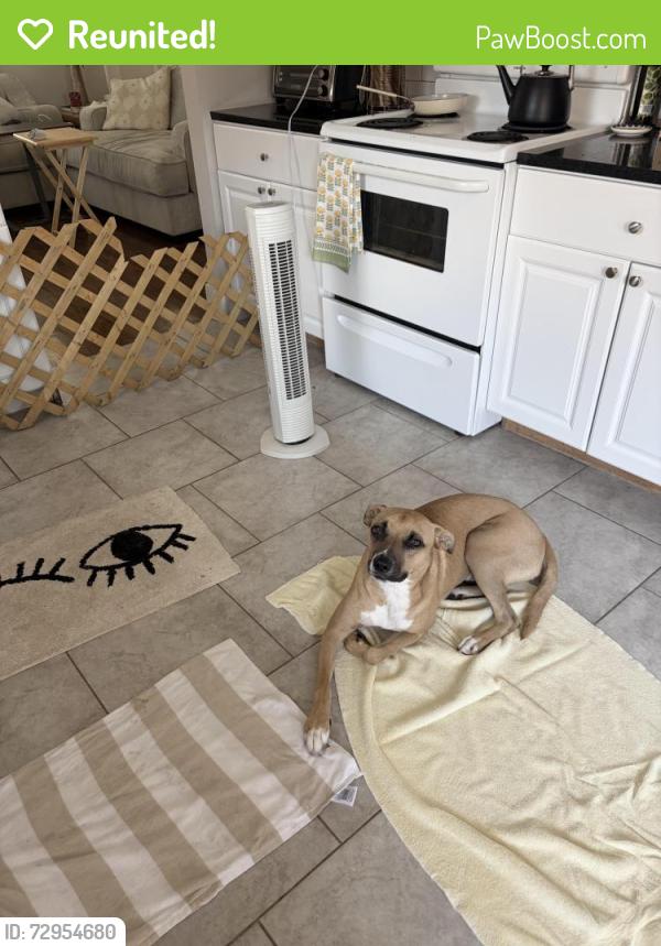 Reunited Male Dog last seen 12th and Gary, Tulsa, OK 74104