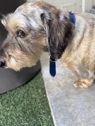 Reunited Male Dog last seen Ascella Lane, Winchester Rd, Murrieta, CA 92563