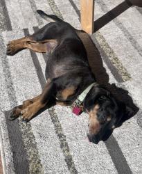 Reunited Male Dog last seen Woodlawn, Glenna, San Angelo, TX 76901