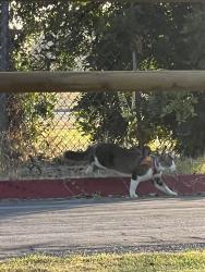Found/Stray Unknown Cat last seen Mile Square Park Archery Range, Fountain Valley, CA 92708