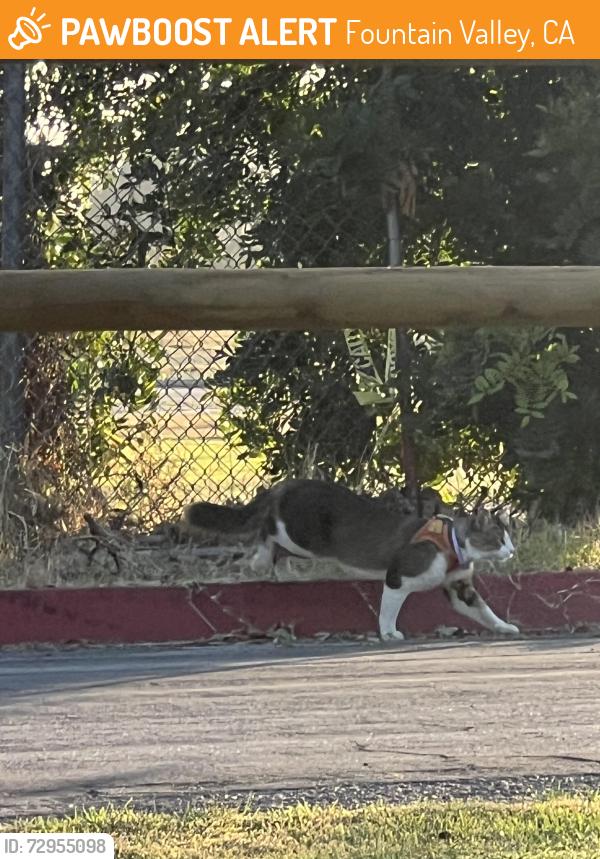 Found/Stray Unknown Cat last seen Mile Square Park Archery Range, Fountain Valley, CA 92708