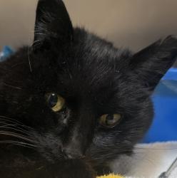 Shelter Stray Male Cat last seen NE 7th pl & Morgan st, PORTLAND, OR, 97211, 1700 W Historic Columbia River Hwy, Troutdale, OR 97060, USA