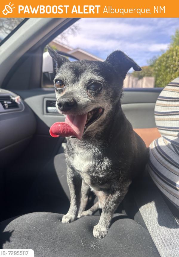 Found/Stray Male Dog last seen Summer sage dr sw, Albuquerque, NM 87121